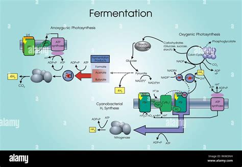 yeast and sugar fermentation|Sugar utilization by yeast during fermentation .